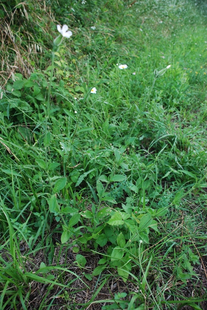 Silene alba